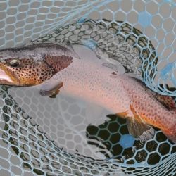 2/28　ウグイスの初鳴きを観測 ～岡崎トラウトポンド～　Lesson 14